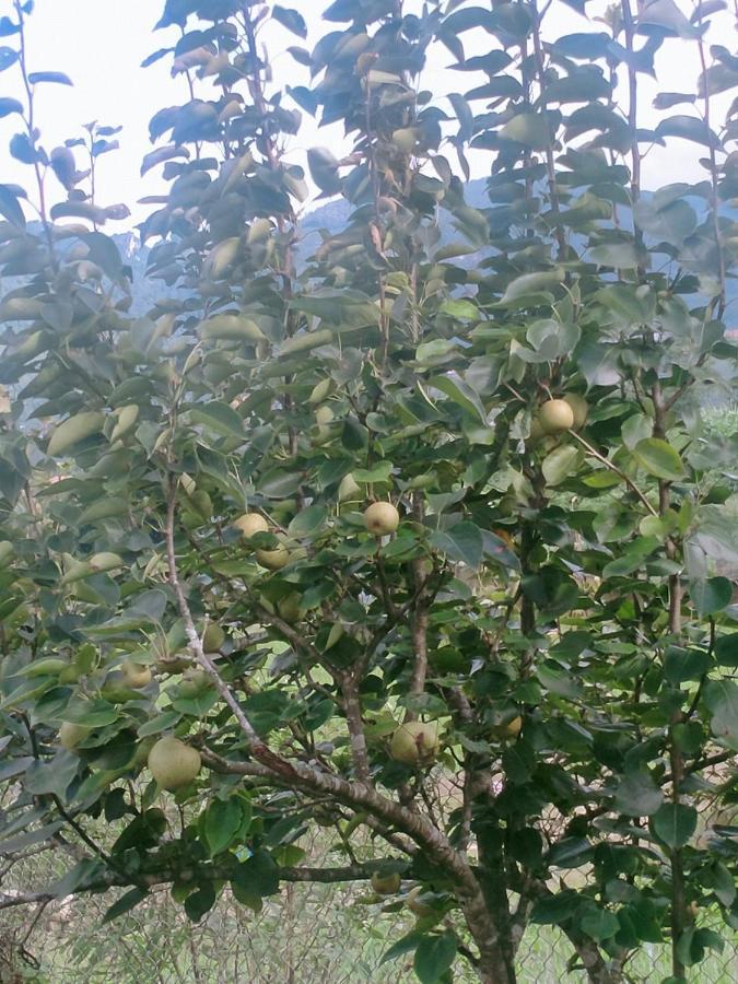 H'Mong Co Tran Sapa Homestay מראה חיצוני תמונה