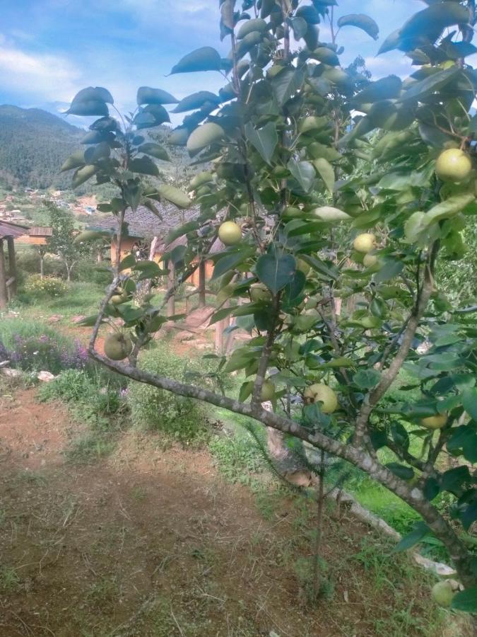 H'Mong Co Tran Sapa Homestay מראה חיצוני תמונה